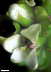 Veronica petriei. Female flower. Scale = 1 mm.
 Image: W.M. Malcolm © Te Papa CC-BY-NC 3.0 NZ